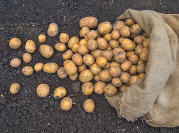 Kartoffeln fallen aus einem Jutesack | © Getty Images/ GarikProst