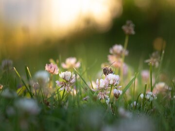 Blumenwiese mit einer Biene im Sonnenuntergang | © AdobeStock/ Don Mroczkowski
