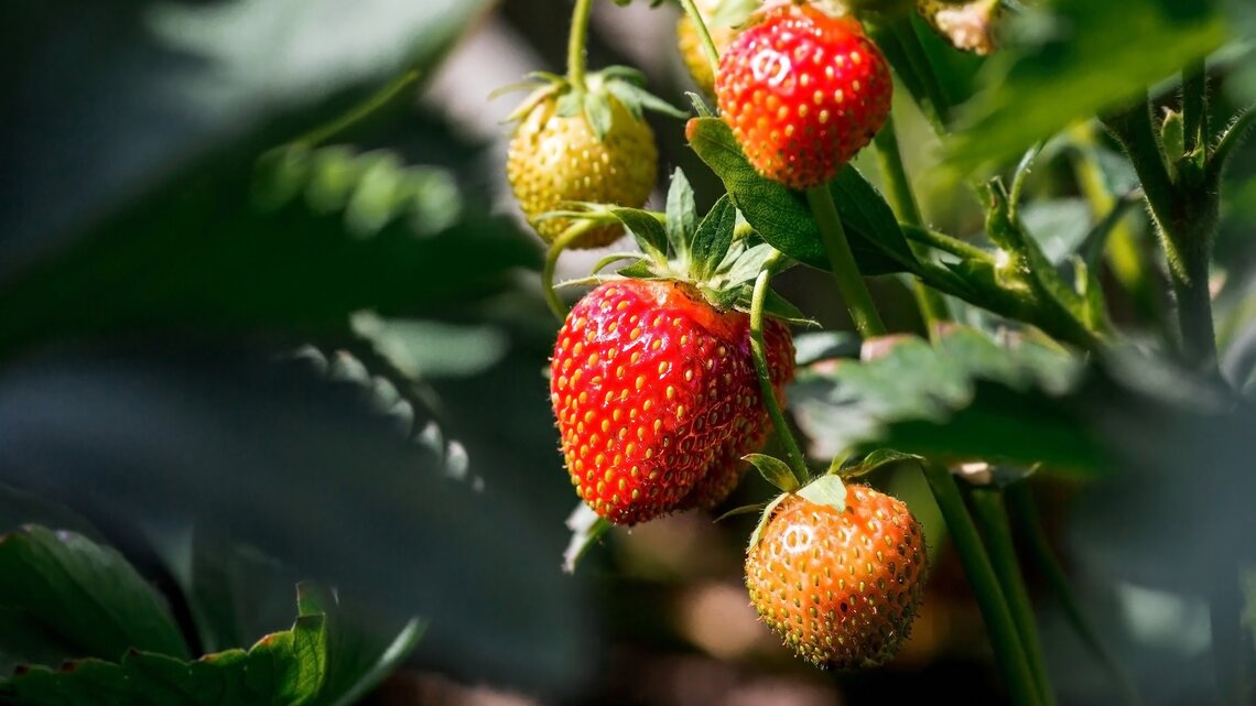 Erdbeeren in Nahaufnahme am Strauch | © AdobeStock/ Юлия Клюева